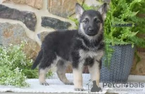 Photo №1. german shepherd - for sale in the city of Larnaca | 600$ | Announcement № 103930