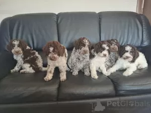 Photo №4. I will sell lagotto romagnolo in the city of Kragujevac.  - price - negotiated