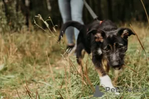 Photo №3. Rosie, a sweet and charming flirt, is looking for a home.. Russian Federation