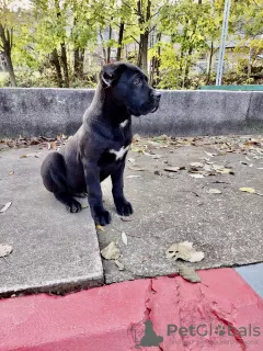 Photo №3. Cane Corso. Serbia