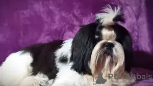 Additional photos: Shih tzu