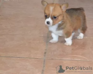 Photo №2 to announcement № 44886 for the sale of welsh corgi - buy in Lithuania private announcement