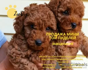 Photo №1. poodle (toy) - for sale in the city of Kiev | negotiated | Announcement № 10912