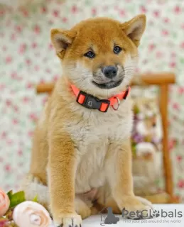 Additional photos: Shiba inu. Puppies