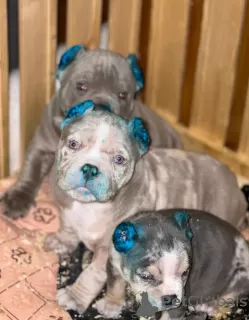 Photo №3. American bully pups. United States