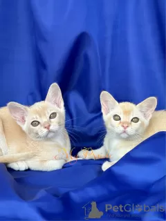 Additional photos: European Burmese. Girls in a rare color.