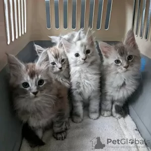 Photo №3. Healthy cute adorable Maine coon kittens available now for sell. United States