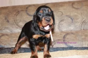 Photo №2 to announcement № 6042 for the sale of gordon setter - buy in Russian Federation breeder