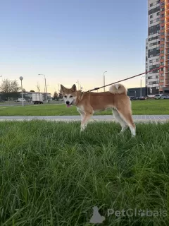 Additional photos: Akita Inu puppies