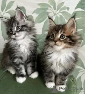 Photo №1. maine coon - for sale in the city of Даллас | negotiated | Announcement № 120779