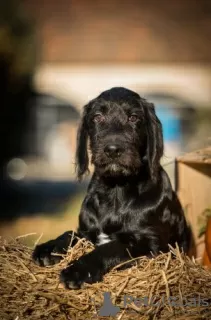 Photo №2 to announcement № 17985 for the sale of labradoodle - buy in Russian Federation private announcement