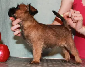 Additional photos: Griffon and Petit-Brabancon puppies of red color are waiting for the best