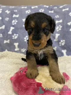 Additional photos: Airedale Terrier ZkwP/FCI puppy - female and male