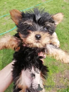 Photo №3. Baby-face Yorkie puppies are completely ready to go.. Estonia