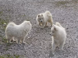 Photo №2 to announcement № 41884 for the sale of samoyed dog - buy in Poland breeder