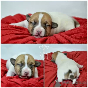 Additional photos: Booking Jack Russell puppies from the kennel for May-June