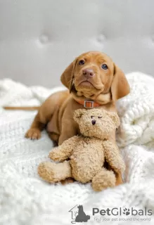 Photo №1. vizsla - for sale in the city of Minsk | 1170$ | Announcement № 61947