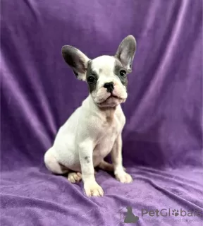 Additional photos: French bulldog puppies