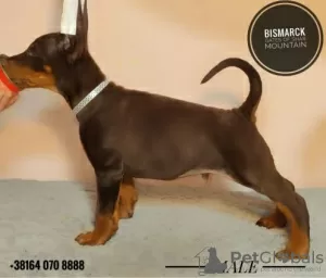 Additional photos: doberman puppies