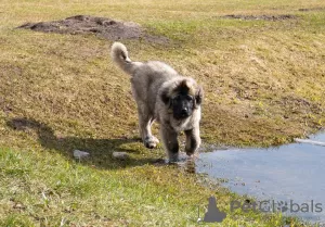 Additional photos: Caucasian Shepherd Dog