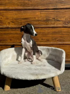 Photo №1. whippet - for sale in the city of Belgrade | negotiated | Announcement № 120075