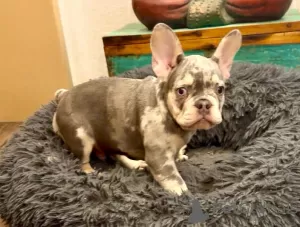 Photo №2 to announcement № 129656 for the sale of french bulldog - buy in Germany breeder