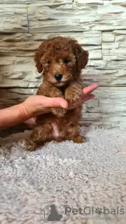 Additional photos: Mini Poodle puppies