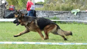 Photo №3. German shepherd puppies for sale from parents imported from Germany. Russian Federation