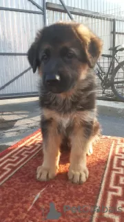 Additional photos: german shepherd puppies