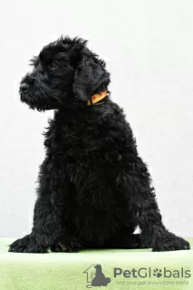 Additional photos: BLACK RUSSIAN TERRIER - UNIQUE FCI PUPPIES