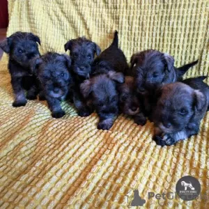 Additional photos: Miniature Schnauzer puppies