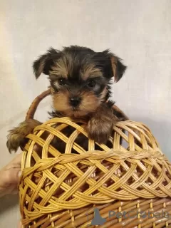 Additional photos: Yorkshire Terrier puppies