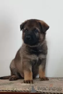 Photo №3. german shepherd puppies. Israel