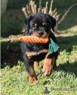 Photo №1. rottweiler - for sale in the city of Bruges | 650$ | Announcement № 55858