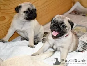 Photo №1. pug - for sale in the city of Chemnitz | negotiated | Announcement № 126354