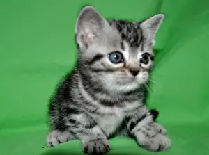 Photo №1. american shorthair - for sale in the city of Moscow | Negotiated | Announcement № 2437