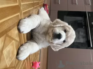 Additional photos: Golden retriever puppies