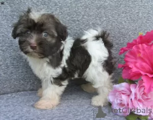 Photo №2 to announcement № 45058 for the sale of havanese dog - buy in Ireland 