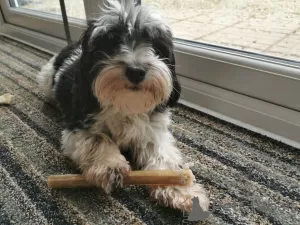 Additional photos: Chocolate And White Male Havanese Puppy