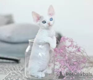 Photo №3. Female Devon Rex different eyes. Netherlands