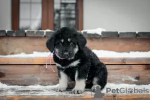 Additional photos: Puppies Khotosho (Buryat Dog) kennel Heritage of Buryatia