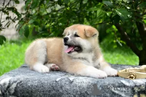 Additional photos: Akita inu puppies