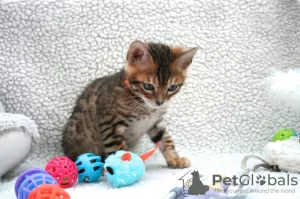 Photo №3. 2 Healthy Bengal Cats kittens available for sale now. Germany