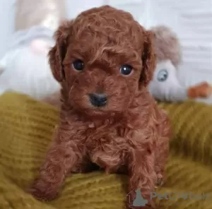 Additional photos: Toy Poodle puppies