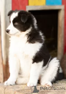 Photo №3. Yakutian Laika puppies (last litter). Russian Federation