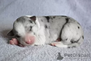 Additional photos: border collie puppies