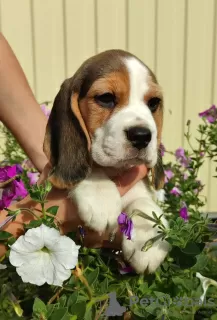 Photo №3. Beagle puppy in the kennel!. Ukraine