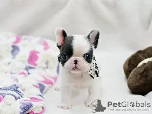 Photo №1. french bulldog - for sale in the city of Essen | negotiated | Announcement № 64572