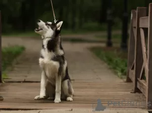 Photo №3. Siberian Husky puppies. Russian Federation