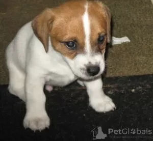 Photo №2 to announcement № 44884 for the sale of jack russell terrier - buy in Lithuania private announcement